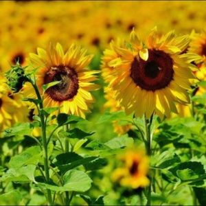 Meet your Posher, Melina